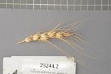Click for 1 image(s) for this accession. Spike